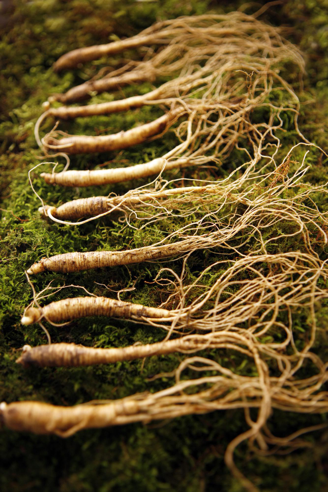 Ginseng planten