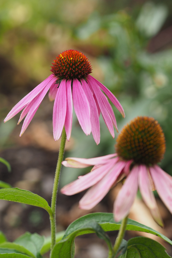 rode zonnehoed planten