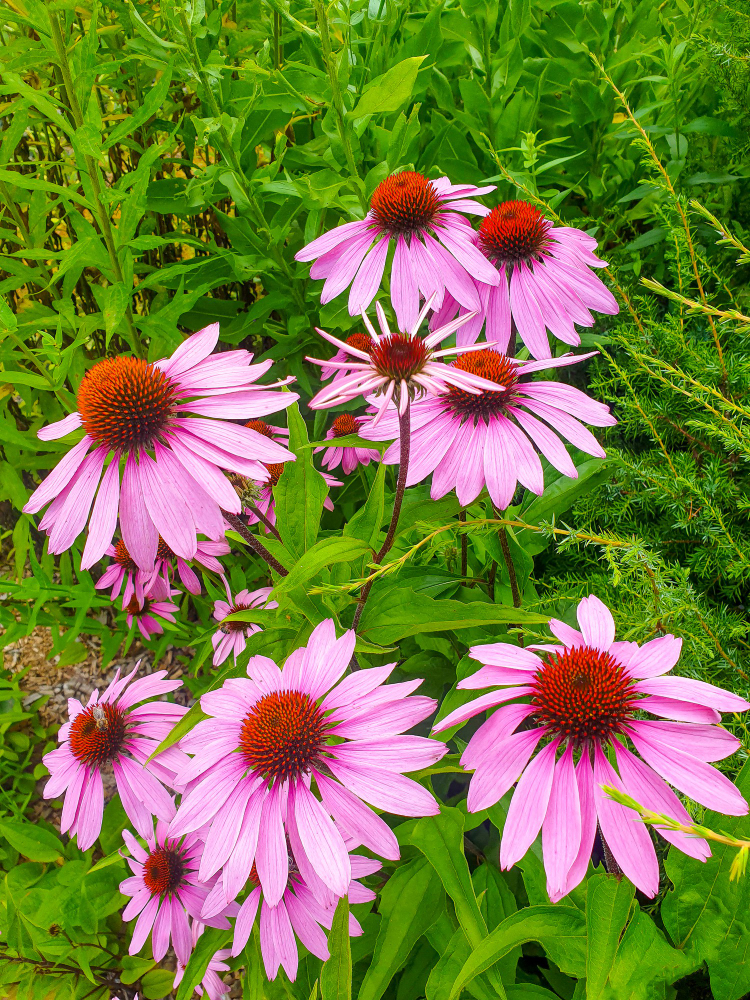 echinacea plant roze in veld