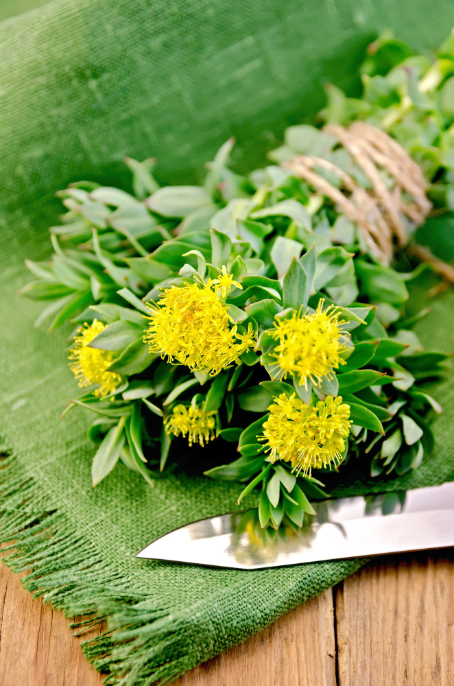 gele rozenwortel plant als voedingssupplement