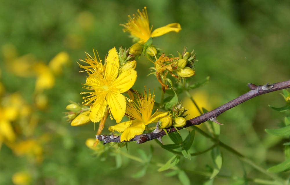 Hypericum perforatum plant in bloei