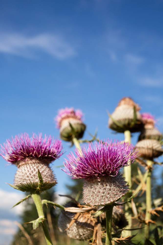 mariadistel plant met blauwe lucht