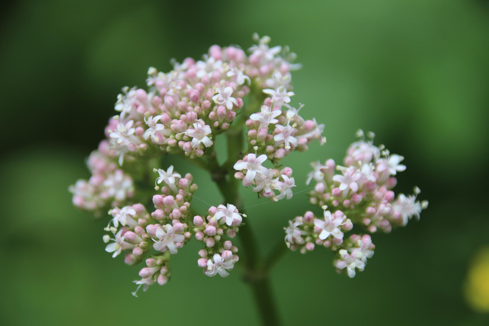 Valeriana officinalis supplement plant