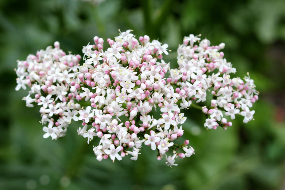Valeriaan, Valeriana officinalis kruid