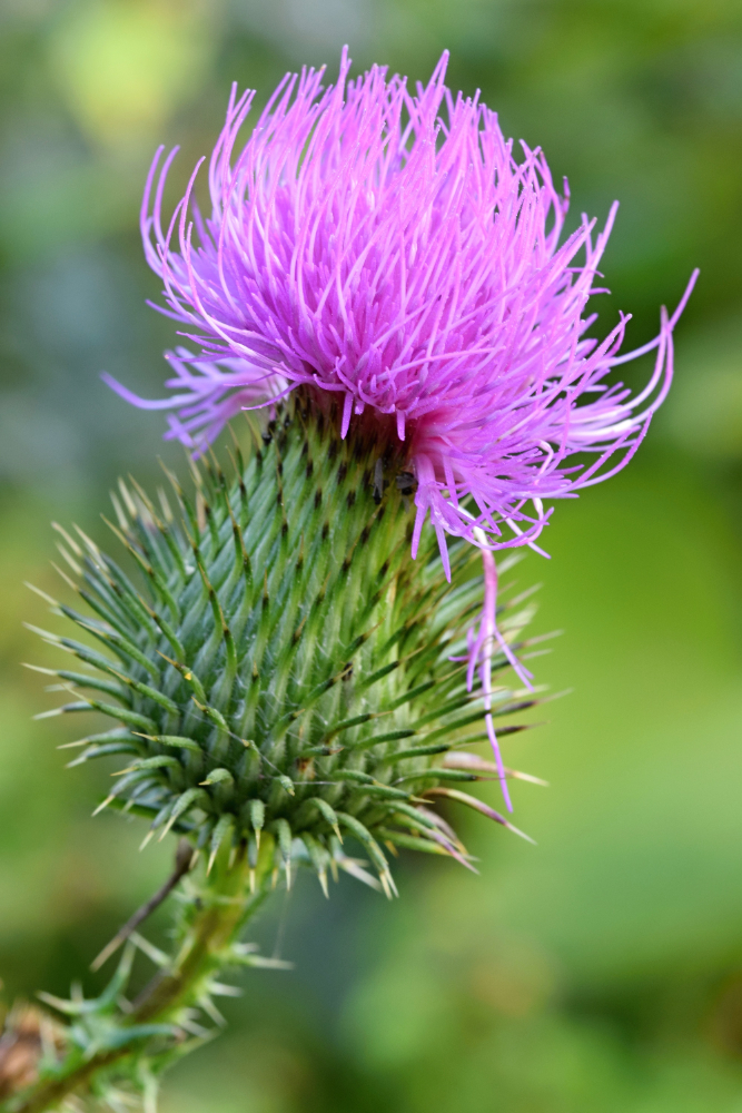 silybum marianum plant voedingssupplement